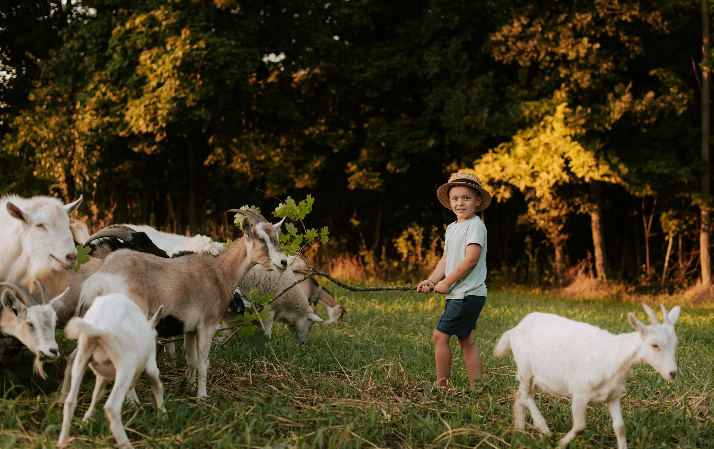 Menino ao lado do rebanho de cabras na minifazenda
